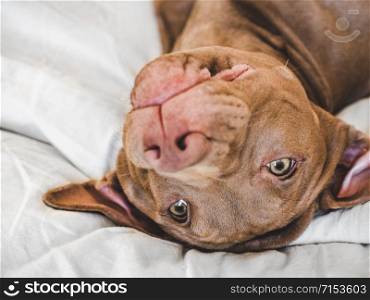 Lovable puppy of chocolate color lying on a white plaid. Close-up, top view. Studio photo. Concept of care, education, obedience training and raising of pets. Sweet puppy lying on a soft plaid