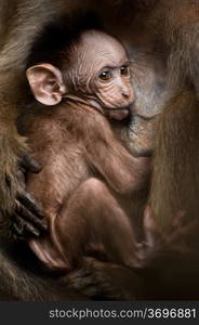 Love care maternity concept. Portrait of small baby macaque monkey breast feeding at mothers arm in wild. Animal in wild, South India