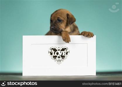 Love dog in are wooden deck