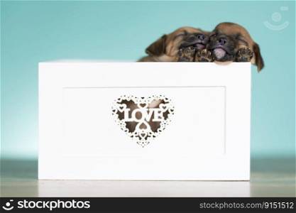 Love dog in are wooden deck