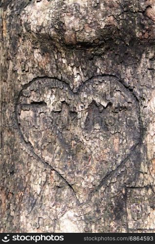 Love message. A heart curved on a tree bark with letters inside. Close up. Love concept