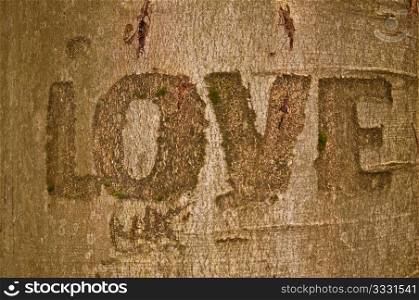 Love Sign Carved in the Bark of Tree
