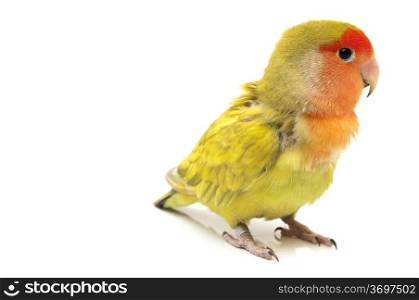 Lovebird colors on a white background