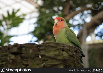 lovebird perched on a log in a wooded environment