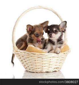 Lovely adorable chihuahua puppies