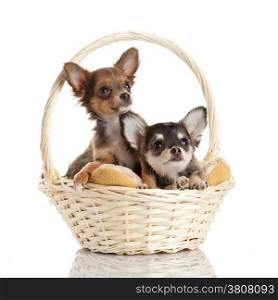 Lovely adorable chihuahua puppies