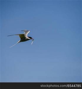 Lovely Arctic Tern Sterna Paradisaea in flight in blue sky. Beautiful Arctic Tern Sterna Paradisaea in flight in blue sky