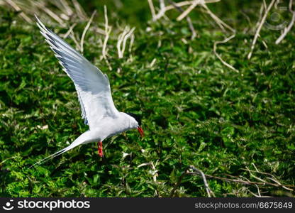 Lovely Arctic Tern Sterna Paradisaea in flight in blue sky. Beautiful Arctic Tern Sterna Paradisaea in flight in blue sky