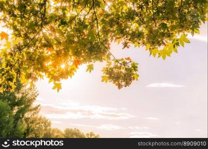 Lovely autumn image with warm sun rays enlightening   branches of trees loaded with colorful leaves. Great as background or frame for fall concepts.