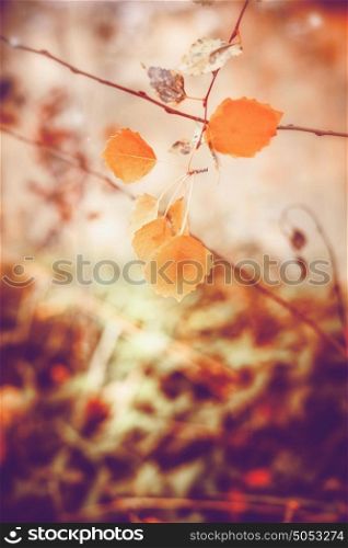 Lovely autumn nature background with yellow leaves, outdoor fall background