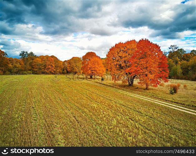 Lovely autumn rural scene. Old park with red maples trees, agriculture field and dirt country road. Fall season weather cloudy sky. Nadneman park, Belarus