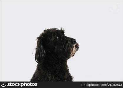 lovely black dog posing with white background