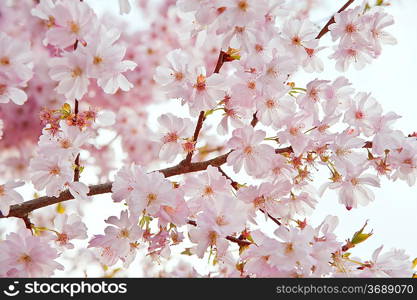 Lovely bright high key immage of Spring blossom tree detail