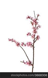 Lovely bright high key immage of Spring blossom tree detail isolated on white