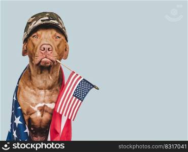 Lovely brown dog, military cap and American Flag. Closeup, indoors. Studio shot. Congratulations for family, loved ones, relatives, friends and colleagues. Pets care concept. Lovely brown dog, military cap and American Flag