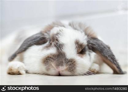Lovely bunny rabbit easter white and brown on lying on the floor. with beautiful.Animal concept.
