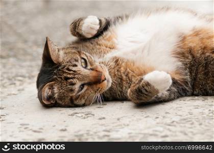 Lovely cat lies on ground