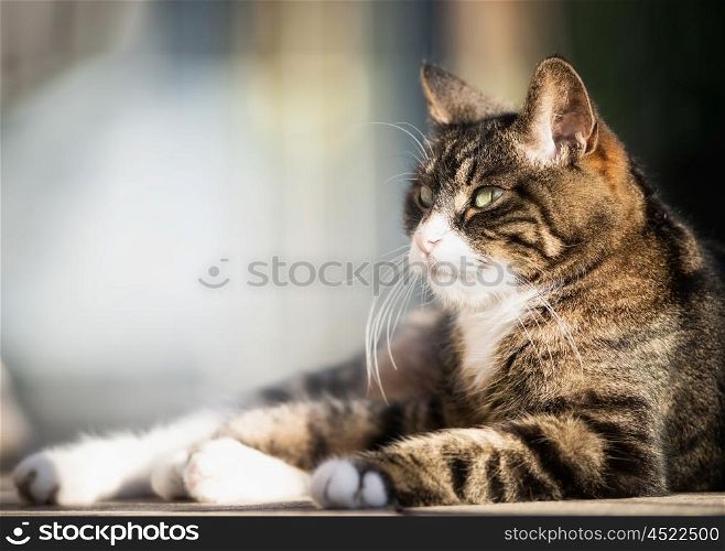 Lovely cat portrait