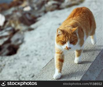 Lovely Cat Walking On The Beach