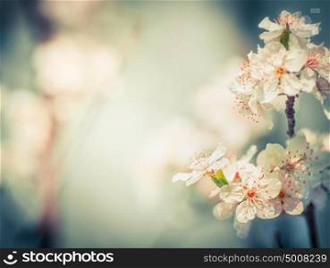 Lovely cherry blossom at blurred springtime outdoor nature