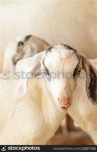 Lovely couple kids. Little white goats were standing shoulder to shoulder in shelter and looking at the camera. Local farming, Thailand. Cute with funny. Close. Soft sunlight. Shallow depth of field. White nanny goat background.