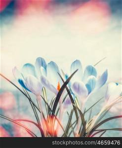 Lovely crocuses in sunbeam bokeh, spring nature and flowers concept