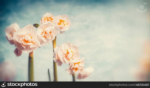 Lovely daffodils spring flowers on sky background, retro styled