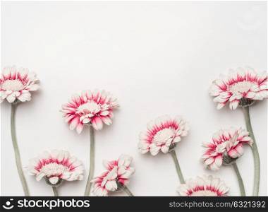 Lovely daisies flowers on white desktop background, floral border, top view. Creative layout for holidays greeting of Mothers day, birthday, wedding or happy event