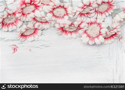 Lovely daisies flowers on white shabby chic background, floral border, top view. Creative layout for holidays greeting of Mothers day, birthday, wedding or happy event