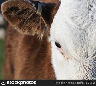 Lovely detailed close up of cow&rsquo;s eye and top front of head