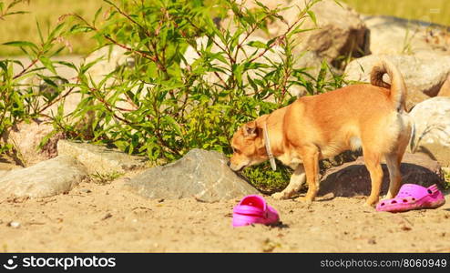 Lovely dog playing outdoor alone.. Animals and pets concept. Healthy full of energy dog playing outdoor. Cute lovely energetic smiling puppy in action.