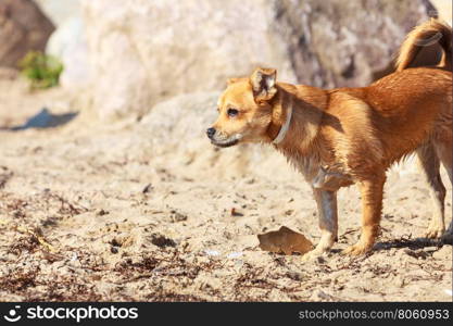 Lovely dog playing outdoor alone.. Animals and pets concept. Healthy full of energy dog playing outdoor. Cute lovely energetic smiling puppy in action.