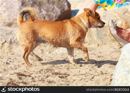 Lovely dog playing outdoor alone.. Animals and pets concept. Healthy full of energy dog playing outdoor. Cute lovely energetic smiling puppy in action.