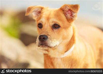 Lovely dog playing outdoor alone.. Animals and pets concept. Healthy full of energy dog playing outdoor. Cute lovely energetic smiling puppy in action.
