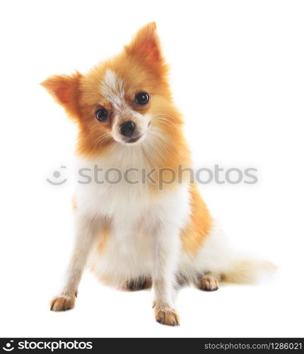 lovely face fancy pomeranian dog sitting on white background