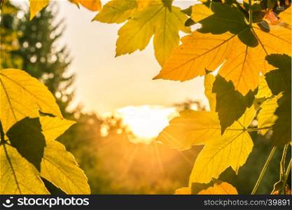 Lovely fall image with a warm, bright sun in the center, surrounded by autumn colored leaves. Perfect design to use as a frame or a background for an autumn concept.