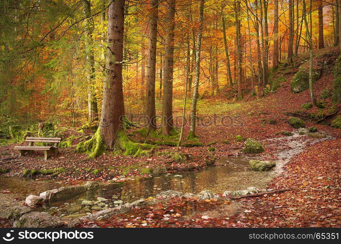 Lovely fall landscape with a wooden bench on the riverbank, surrounded by fallen autumn leaves, and colorful trees, on a sunny day of October.