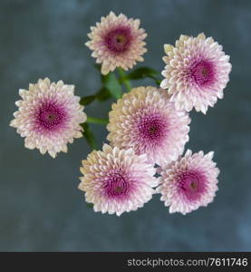 Lovely flat lay top down view of colorful vintage looking dahlia flower with contrasting background