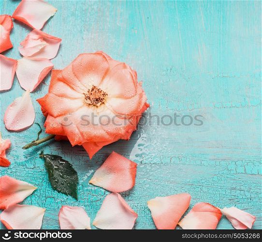 Lovely floral background with flowers and petals on turquoise blue background, top view