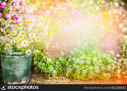 Lovely flowers garden. Summer garden nature background with beautiful flowerbed, bucket with daisies, sun light and bokeh. Gardening concept