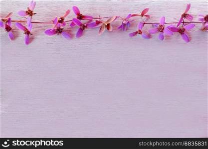 Lovely flowers on pink background with empty space.