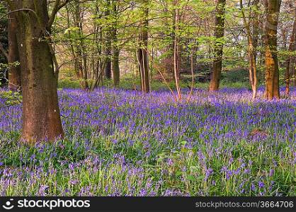 Lovely fresh colorful image of bluebell woods in Spring