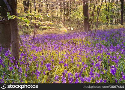 Lovely fresh colorful image of bluebell woods in Spring