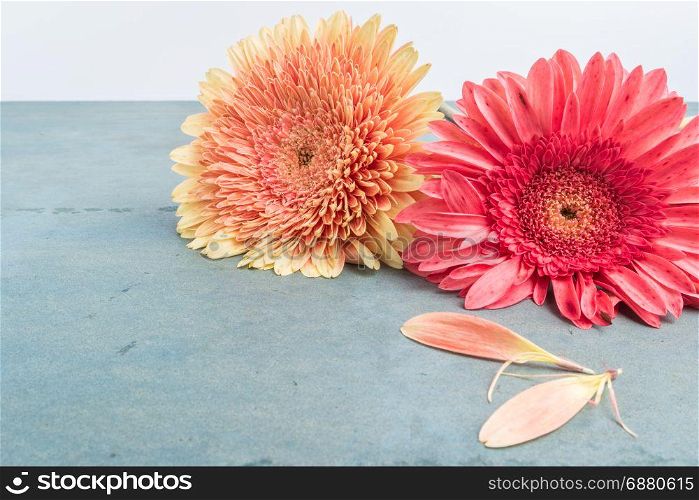 Lovely gerbera daisy flowers on turquoise shabby chic background. Festive greeting card