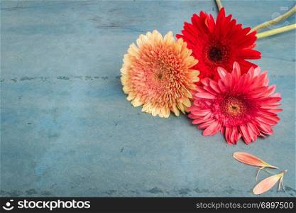 Lovely gerbera daisy flowers on turquoise shabby chic background. Festive greeting card