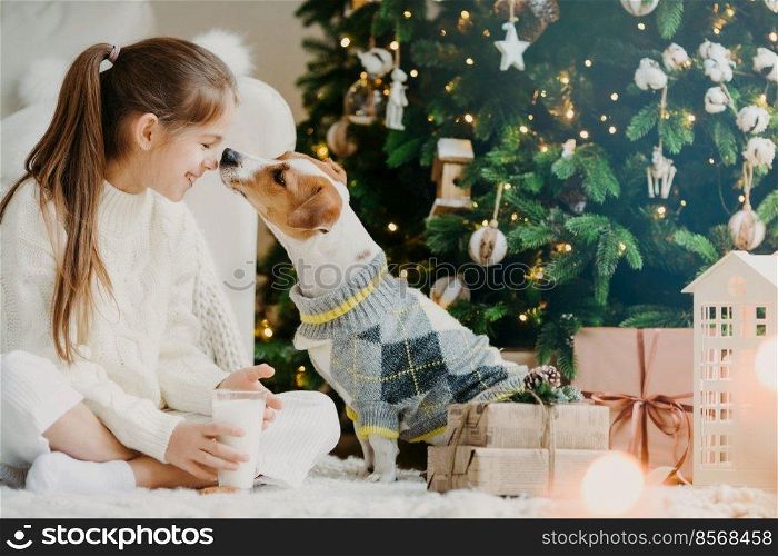 Lovely girl with pony tail, keeps noses together with favourite pet, drinks fresh milk from glass, sits crossed legs on floor with Christmas tree and present boxes around. Last preparations.