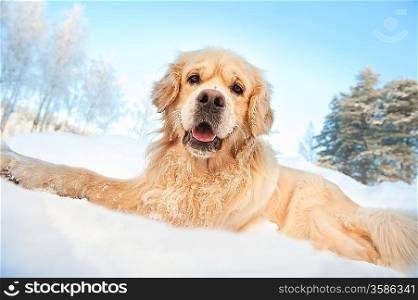 Lovely golden retriever playing in the snow