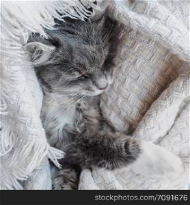 Lovely, gray, fluffy kitten, gently sleeping on a white veil. Lovely, gray, fluffy kitten gently asleep