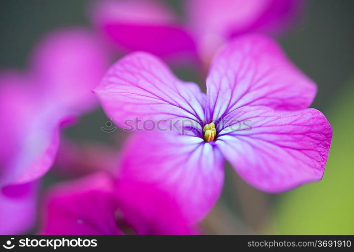 Lovely high key bright colorful image of silver dollar flower