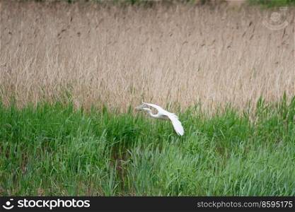 Lovely ima≥of beautiful Great White Egret Ardea Alba in flight over wetlands during Spring sunshi≠